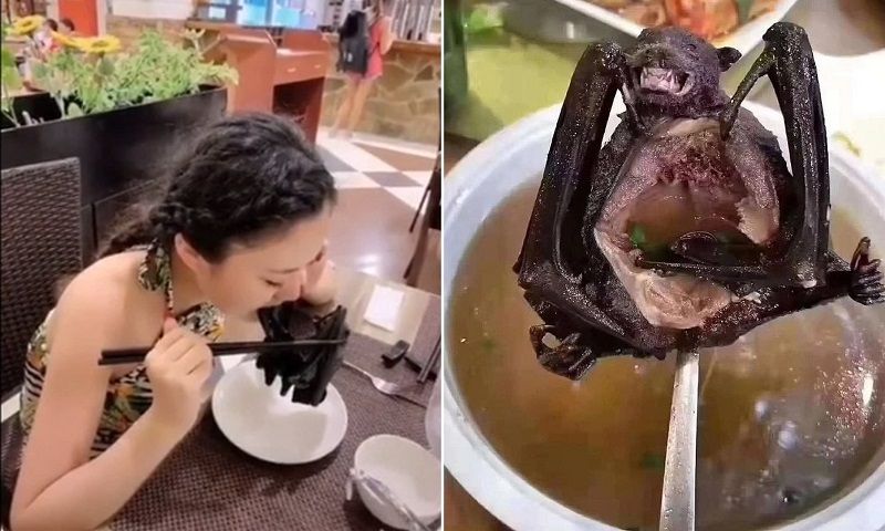 امرأة صينية تأكل خفاش!.. «ديلي ميل»: هذا قد يكون سبب انتشار «فيروس كورونا» الفتاك