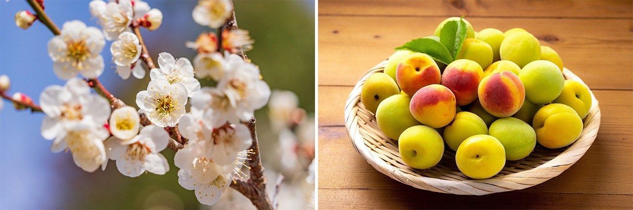 اليابان | أوميبوشي... المخلل الياباني الذي يمنح الأطباق نكهتها الفريدة