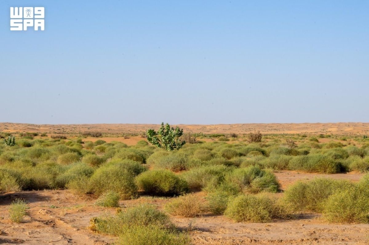 القصيم.. وجهة بيئية تحتضن 
المراعي الواسعة وتنوع الغطاء النباتي