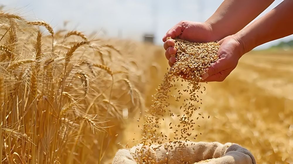 صرف 199 مليون ريال مستحقات الدفعة الأولى لمزارعي القمح المحلي
