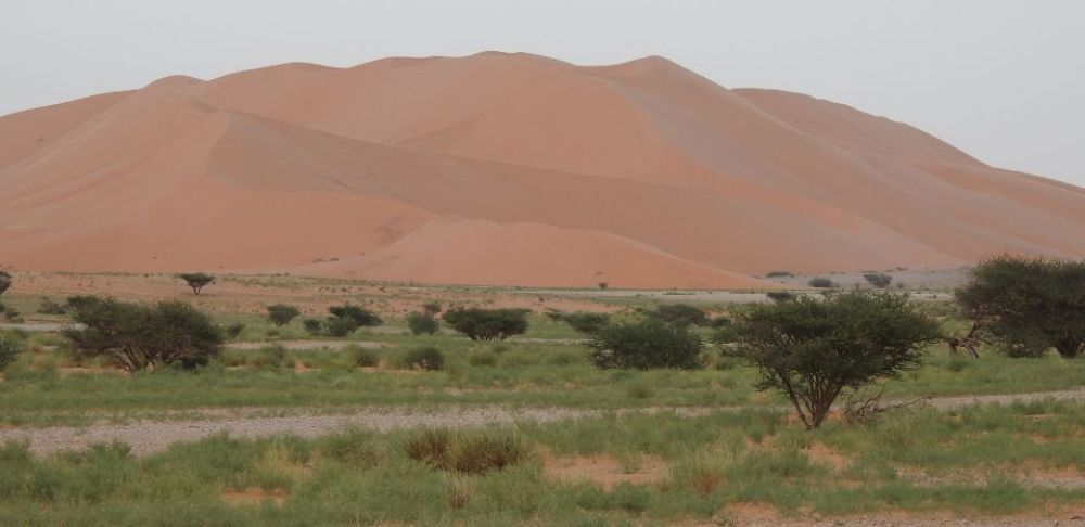 أخبار من السعودية.. محمية عروق بني معارض.. إنجازات 5 أعوام تعزز مكانتها بين الأبرز عالميا