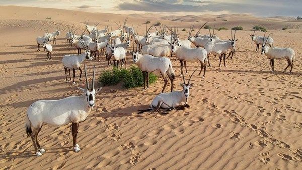 أبوظبي ترسخ مكانتها أكبر موطن للمها العربي عالمياً