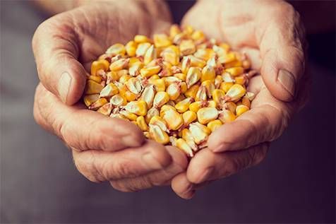 الذرة تتراجع من أعلى مستوى في 18 شهرًا لكنها تتجه لتحقيق ثاني مكسب أسبوعي