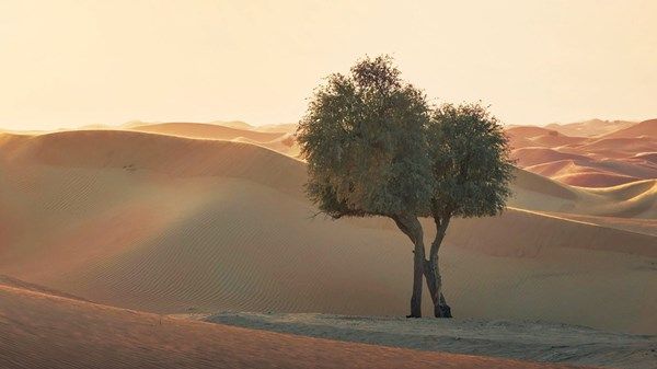 المرأة الإماراتية.. كفاءة وطنية تصون البيئة وتدعم الاستدامة