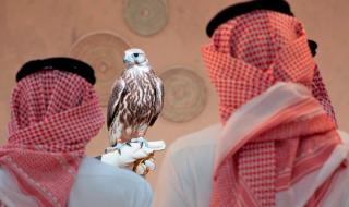 أخبار من السعودية.. من الرياض إلى العالم.. انطلاق أكبر مزاد دولي للصقور في ملهم